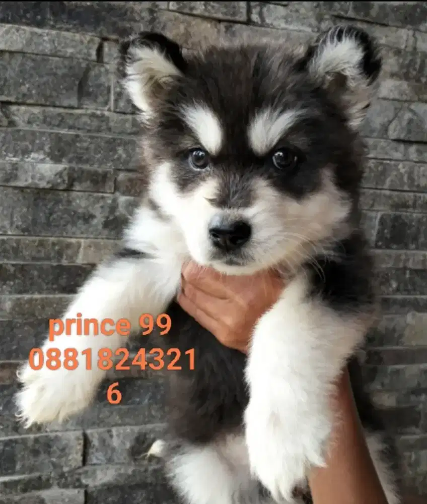 Alaskan malamute  puppies bagus termurah