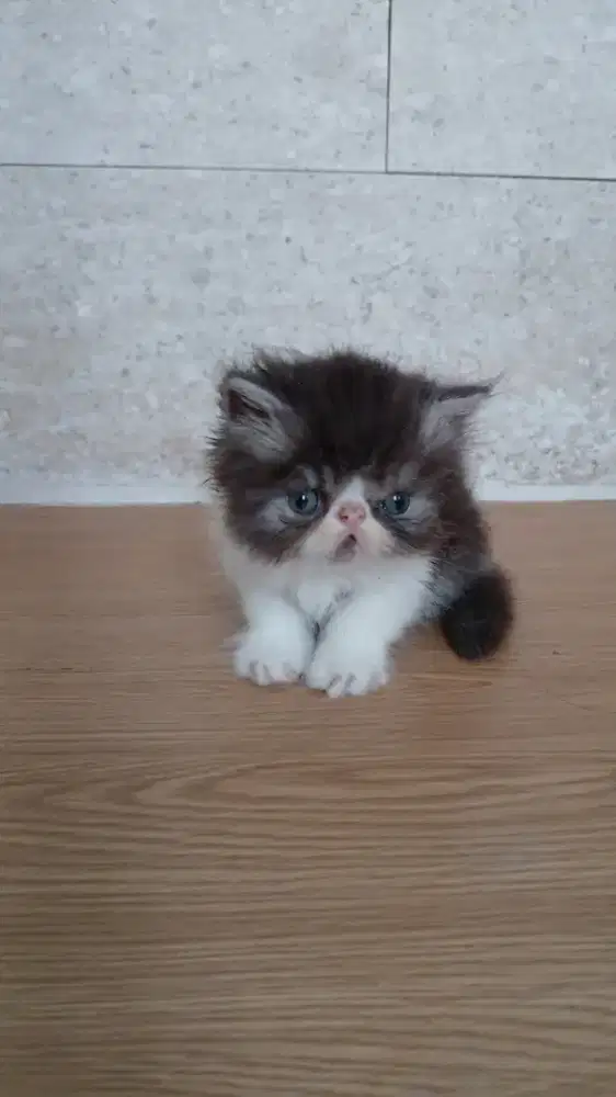 Persia peaknose