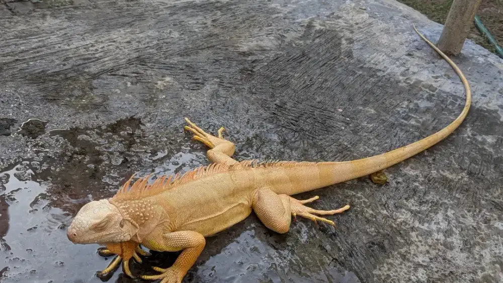 Jual Iguana Green Albino Jinak Hewan Reptil Bagus