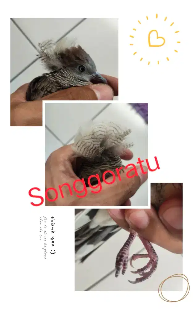 Perkutut Songgoratu Lokal Alam