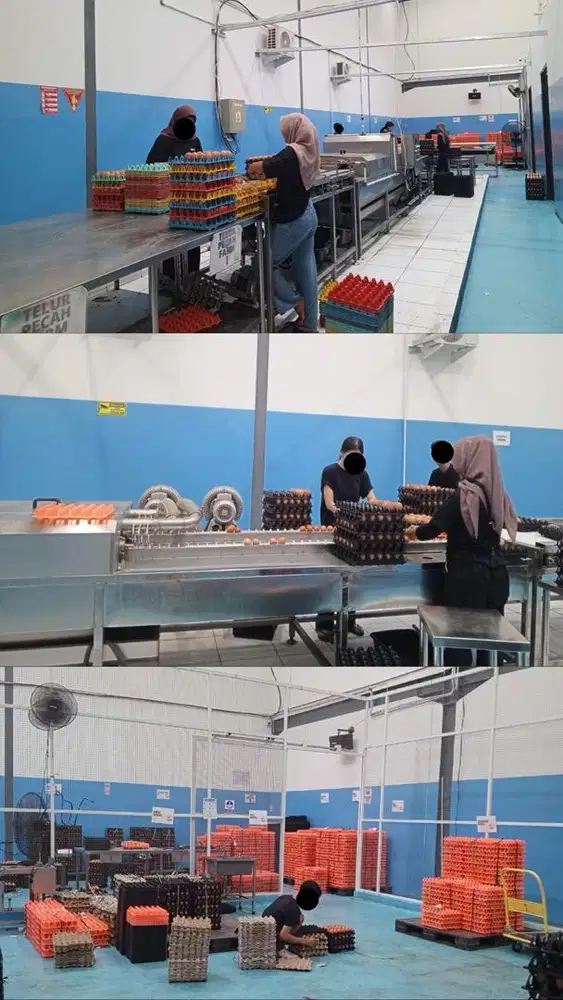 STAFF PACKING GUDANG TELUR