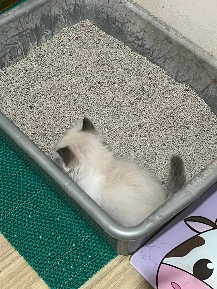 Kitten Ragdoll umur 2 bulan sudah obat kutu lucu gemes