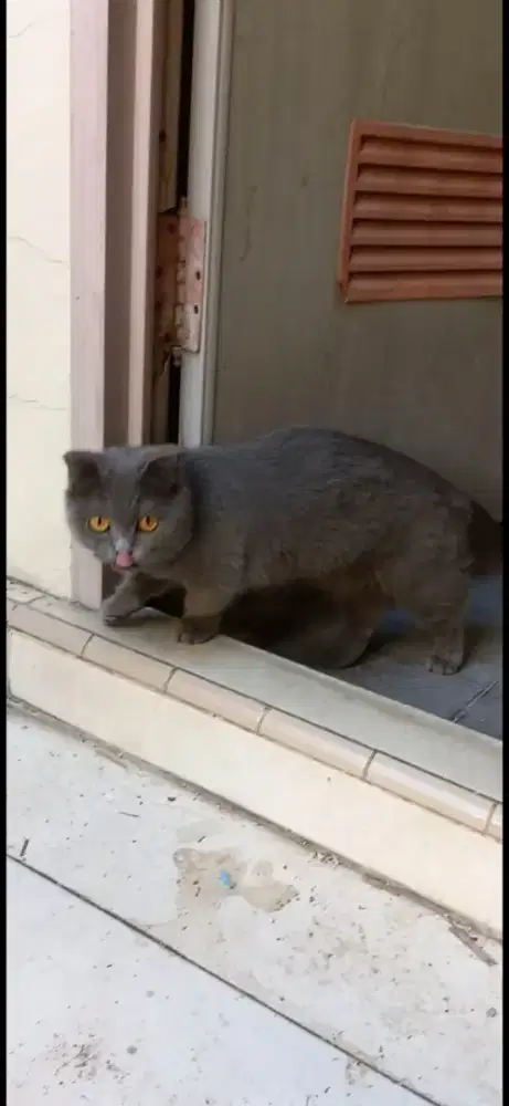 BSH Munchkin Fold