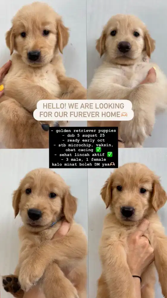 Dijual anakan anjing golden retriever