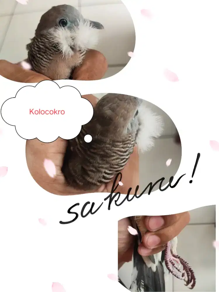 Perkutut Kolocokro Lokal Alam
