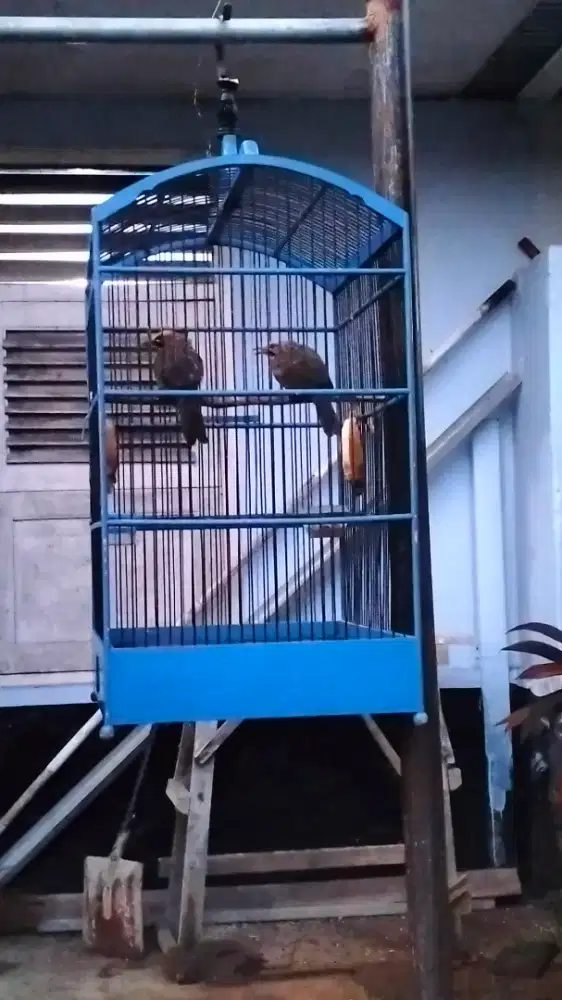 Cucak Rowo sepasang nyetel