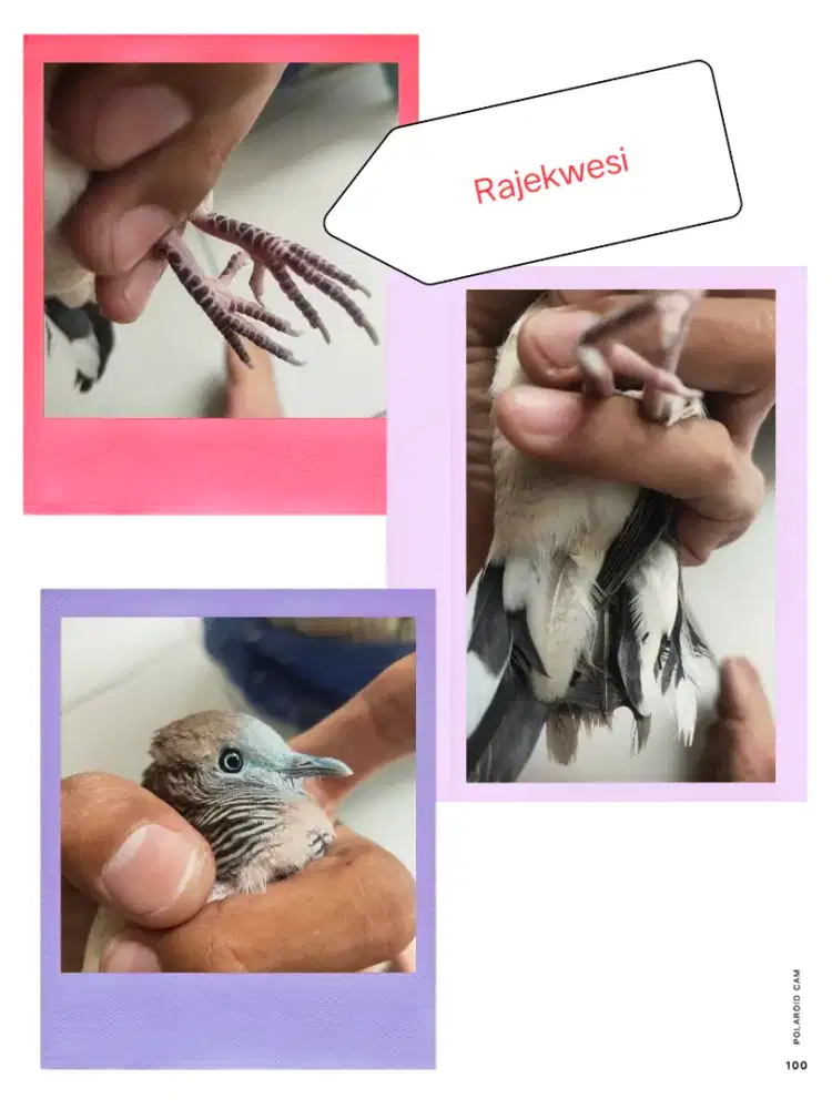 Perkutut Rajekwesi Lokal Alam