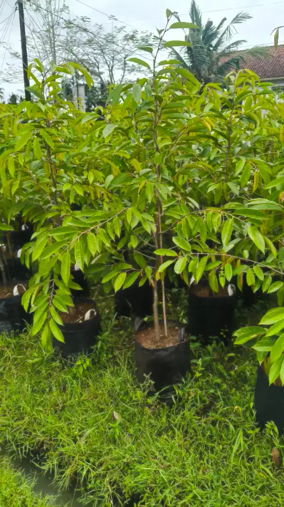 Durian Duri Hitam 1,5 meter