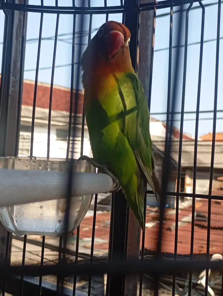 Lovebird dewasa