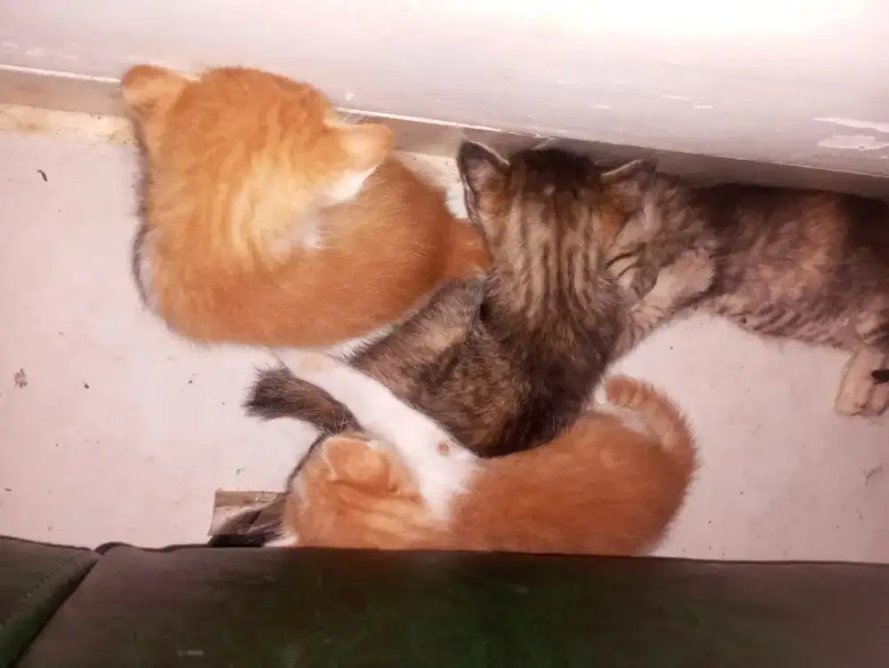 Kucing betina Oranye