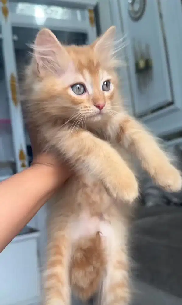 Kucing orens mixdom betina 4 bulan