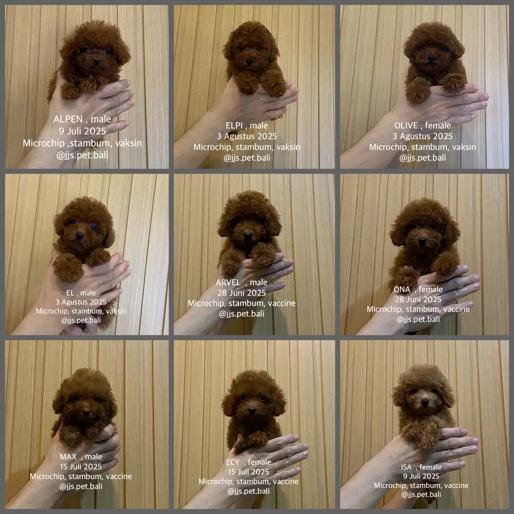 Toy poodle male female