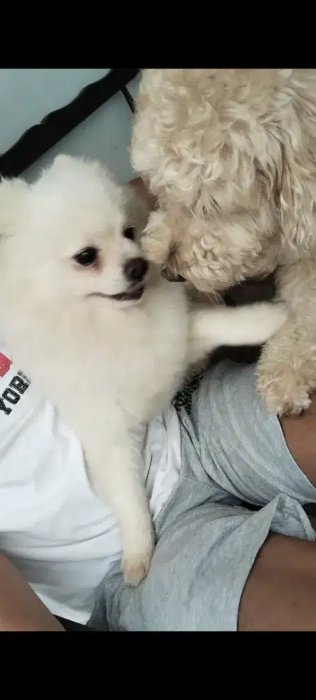 dijual nego anjing pom jantan