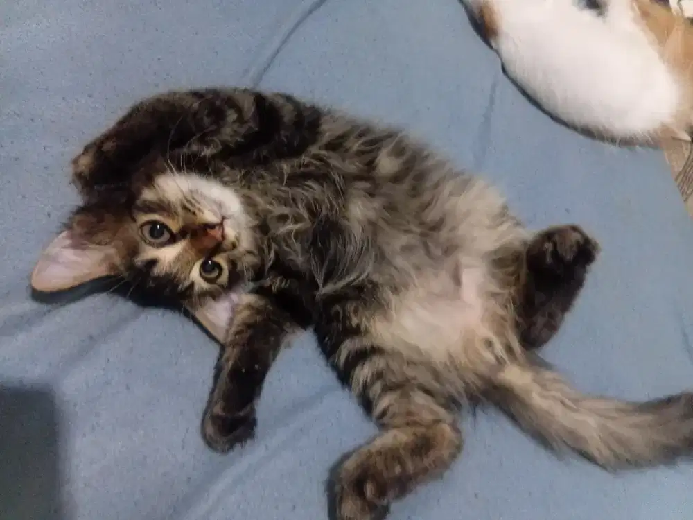 Kitten persia jantan 3 bulan