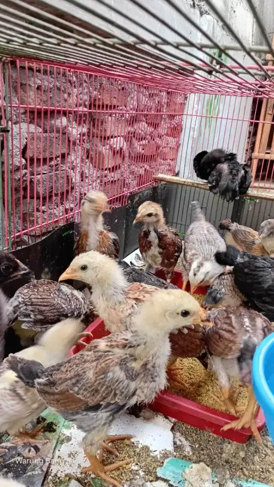 ANAK AYAM KAMPUNG UNGGUL KUB JANAKA DAN NARAYA