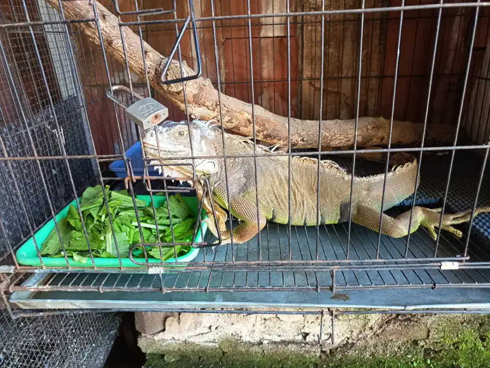 Iguana/Reptil/Iguana