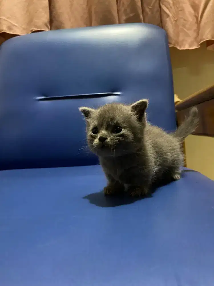 British Shorthair Munchkin