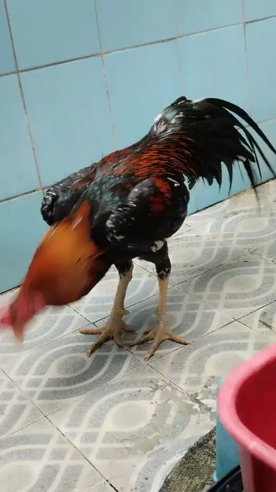 Ayam bangkok top