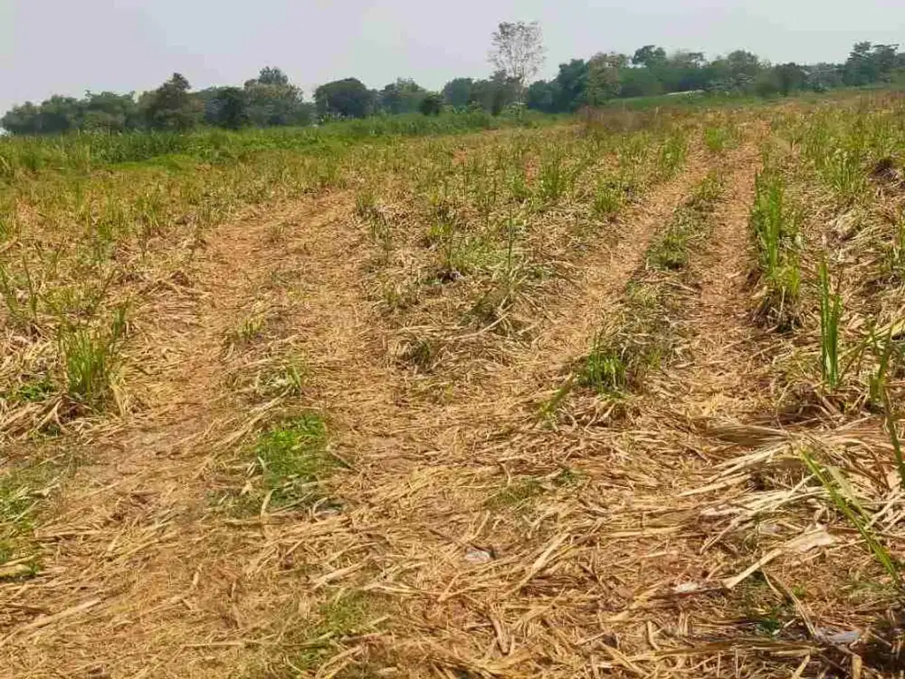 jual tanah bagus untuk gudang .perumahan ,kavling di Ngoro Jombang -Jatim