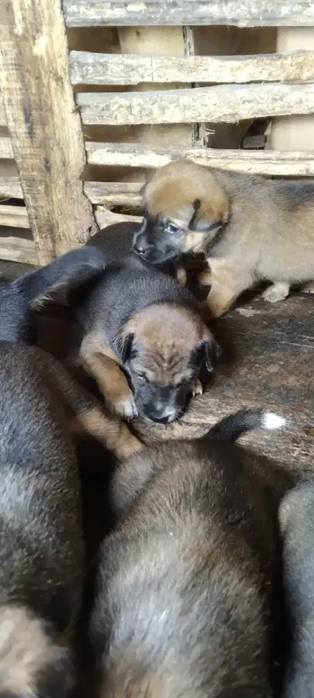 Anak anjing kampung berburu