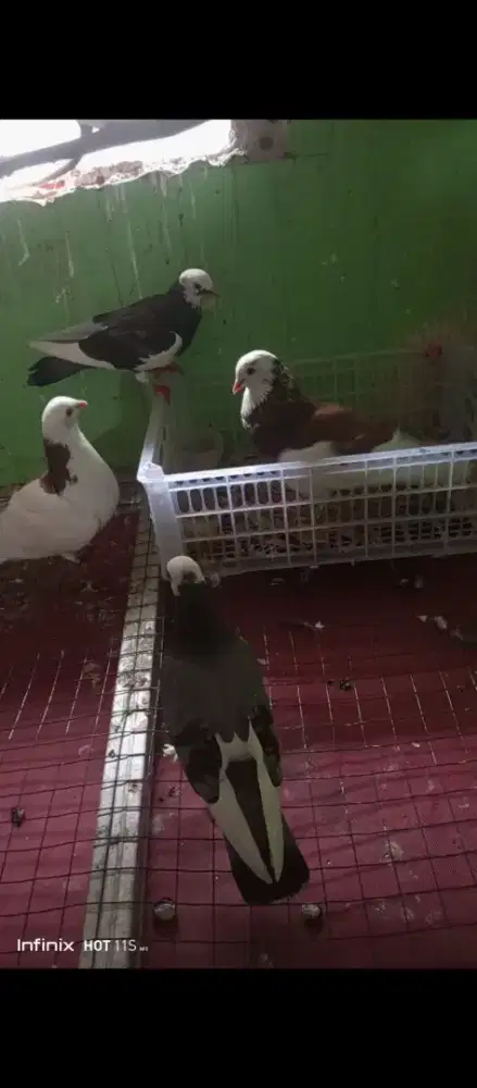 4 merpati blantong