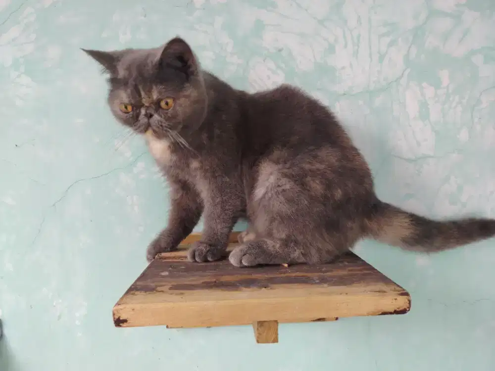 Kucing exotic shorthair betina peaknose