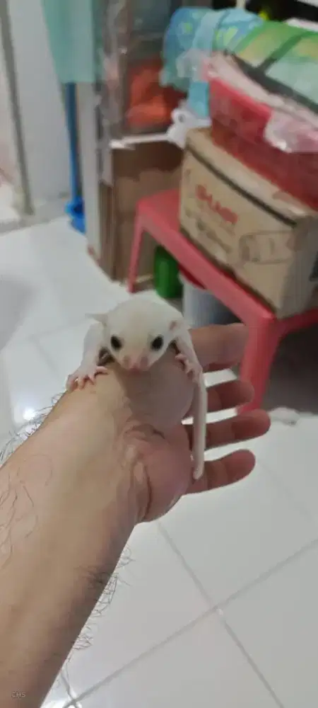 Sugar Glider Leucistic