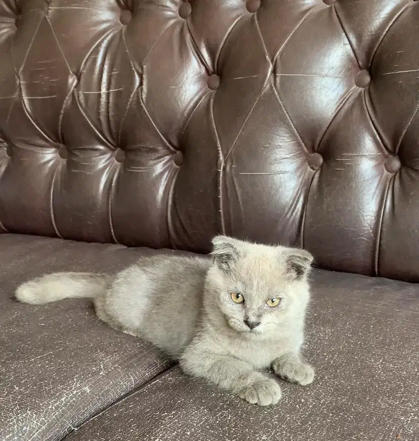 Kucing kitten Scottish Fold mix BSH