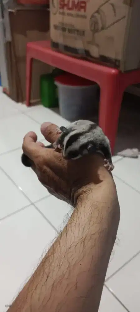 Sugar Glider Classic Grey