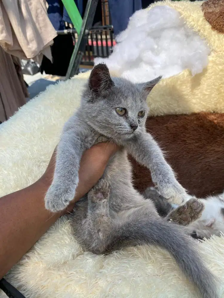 Bsh abu kitten usia 2,5 bln