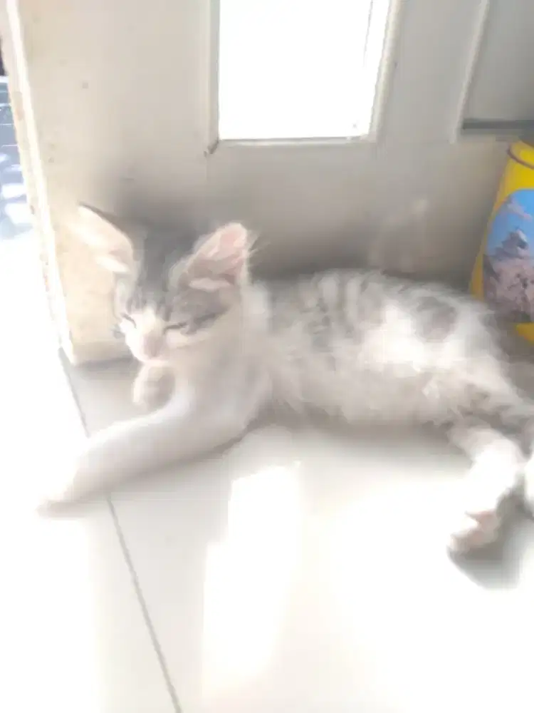 jual anak kucing kampung