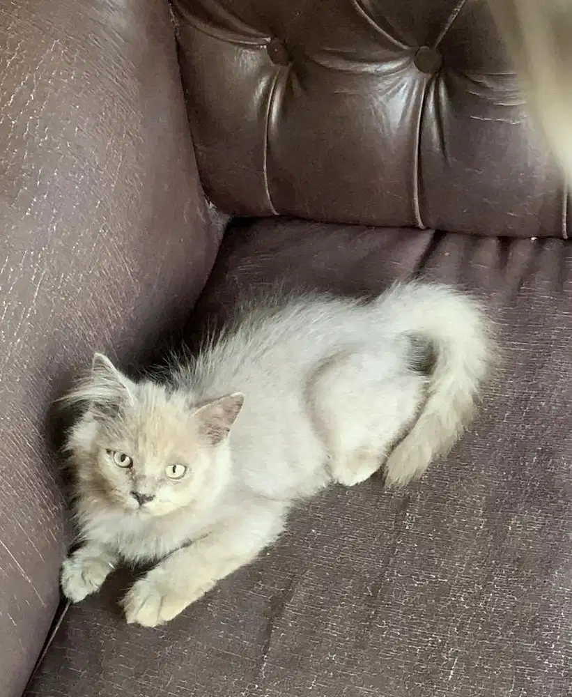 Kucing Kitten BSH mix Scottish Fold Longhair
