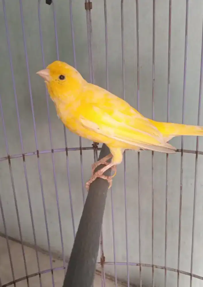 Burung kenari cerah Gacor Volume kencang