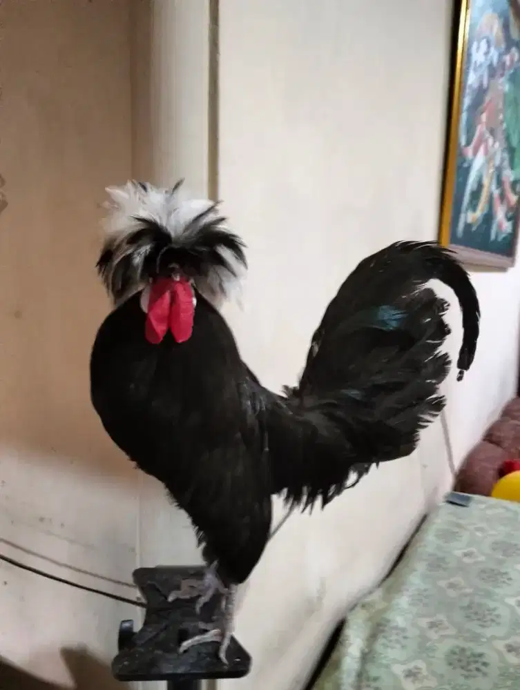Ayam Poland White Crested / WCP Ori Jantan