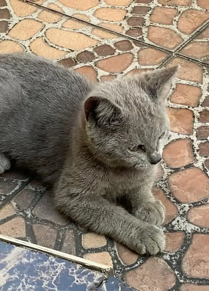 Kucing Kitten BSH mix Scottish Fold