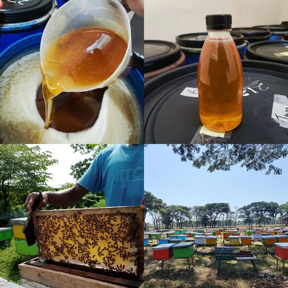 AGEN JUAL MADU JOMBANG ASLI MURNI, Grosir Murah