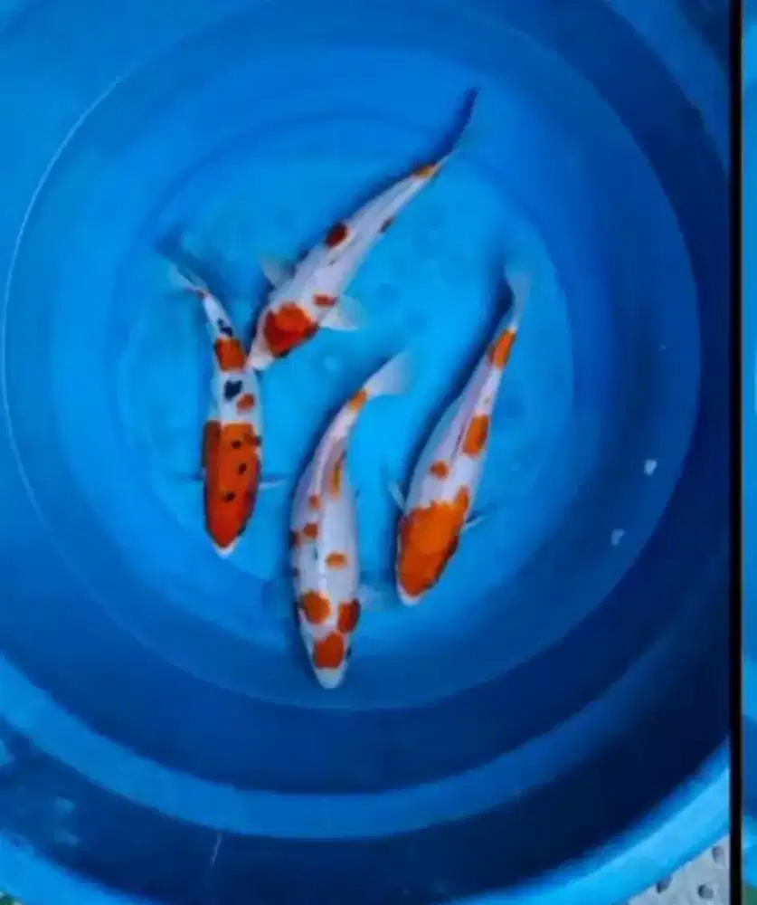 Dijual Ikan Koi size-+23-25cm