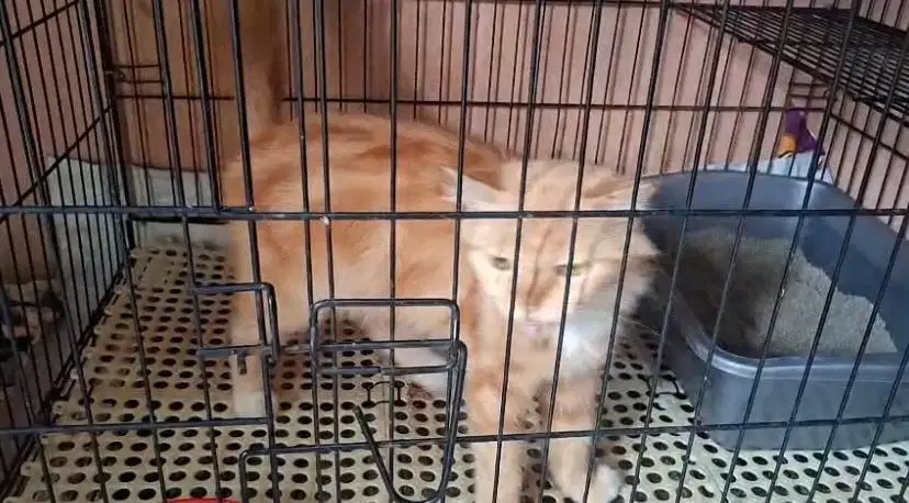 Kucing persmed betina