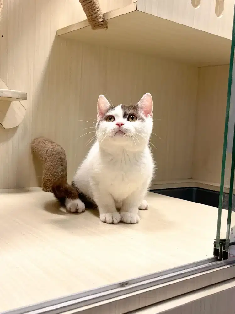 KUCING KITTEN BRITISH SHORTHAIR JANTAN PURE CHOCO BICOLOUR
