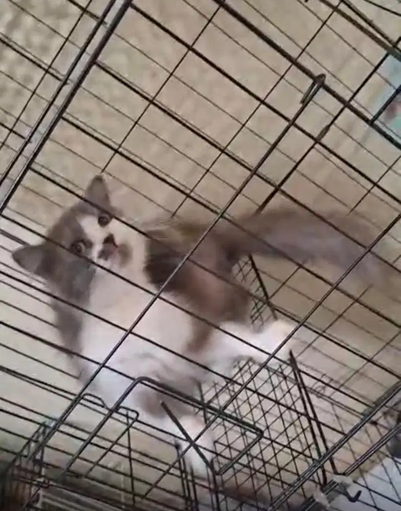 Kucing persmed betina