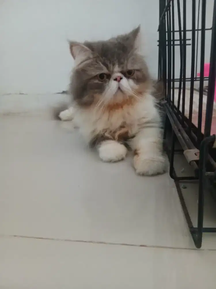 Jasa Pacak Kucing Peaknose Longhair