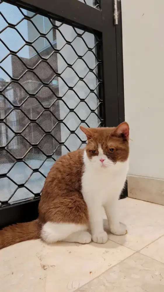 Kucing BSH Cinnamon