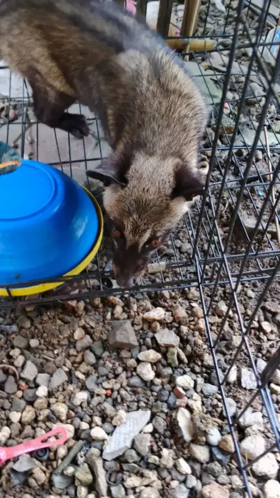 Musang pandan  murah