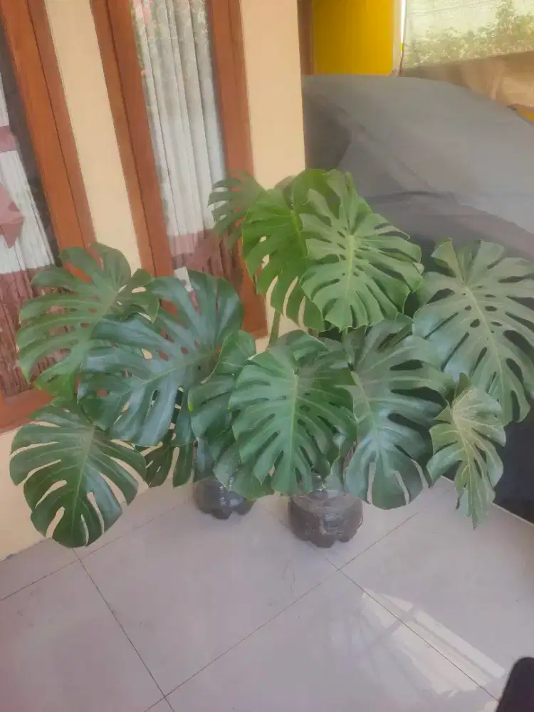 Indukan Monstera Deliciosa King