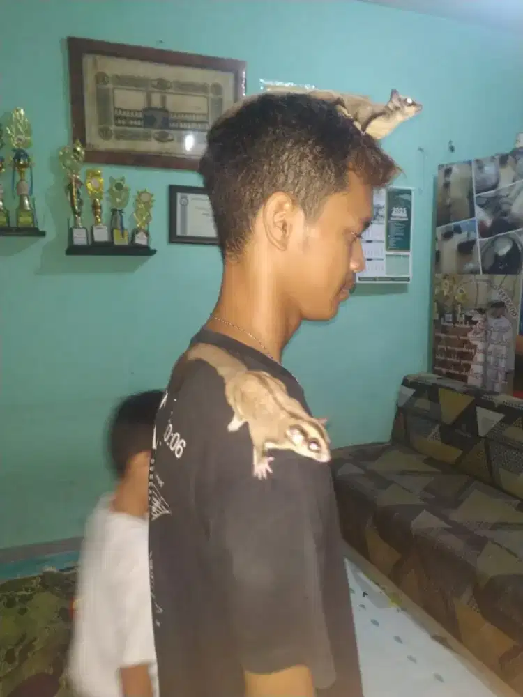 Sugar glider Classic gray