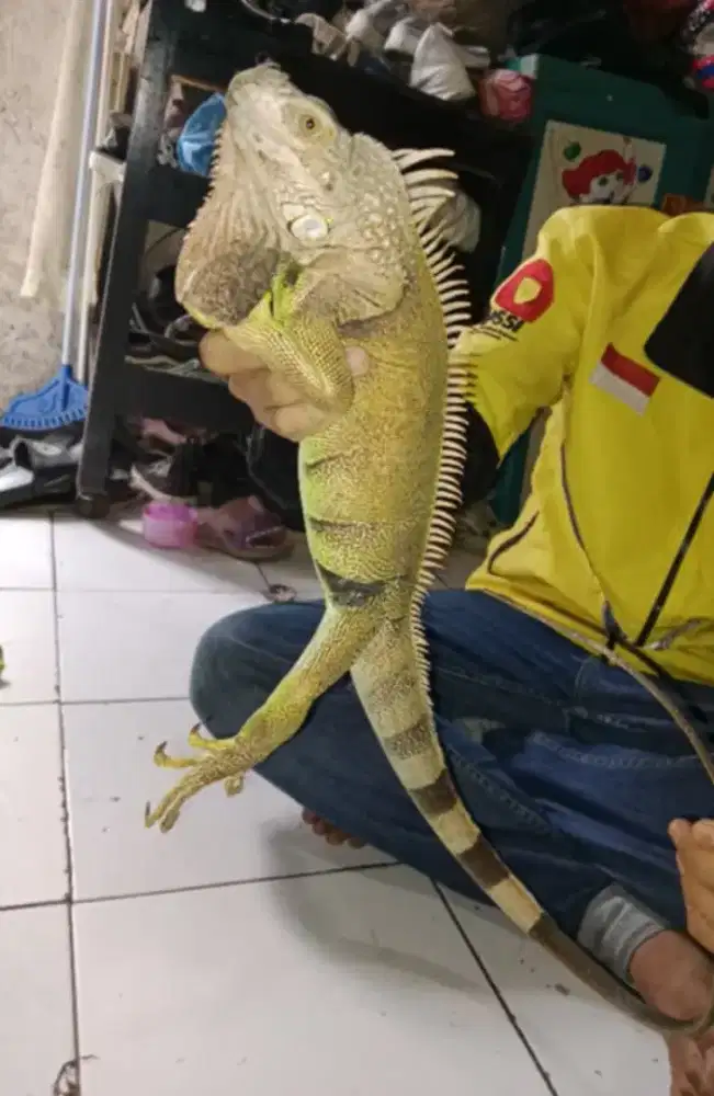 Iguana jumbo istimewah