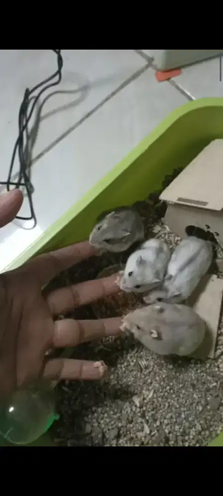 Anakan Hamster Winter