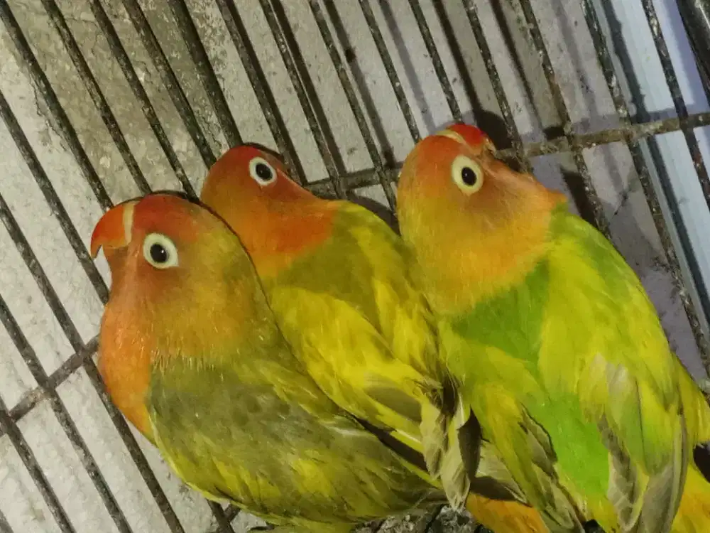 LOVEBIRD BALIBU  PASJO & DARK GREEN