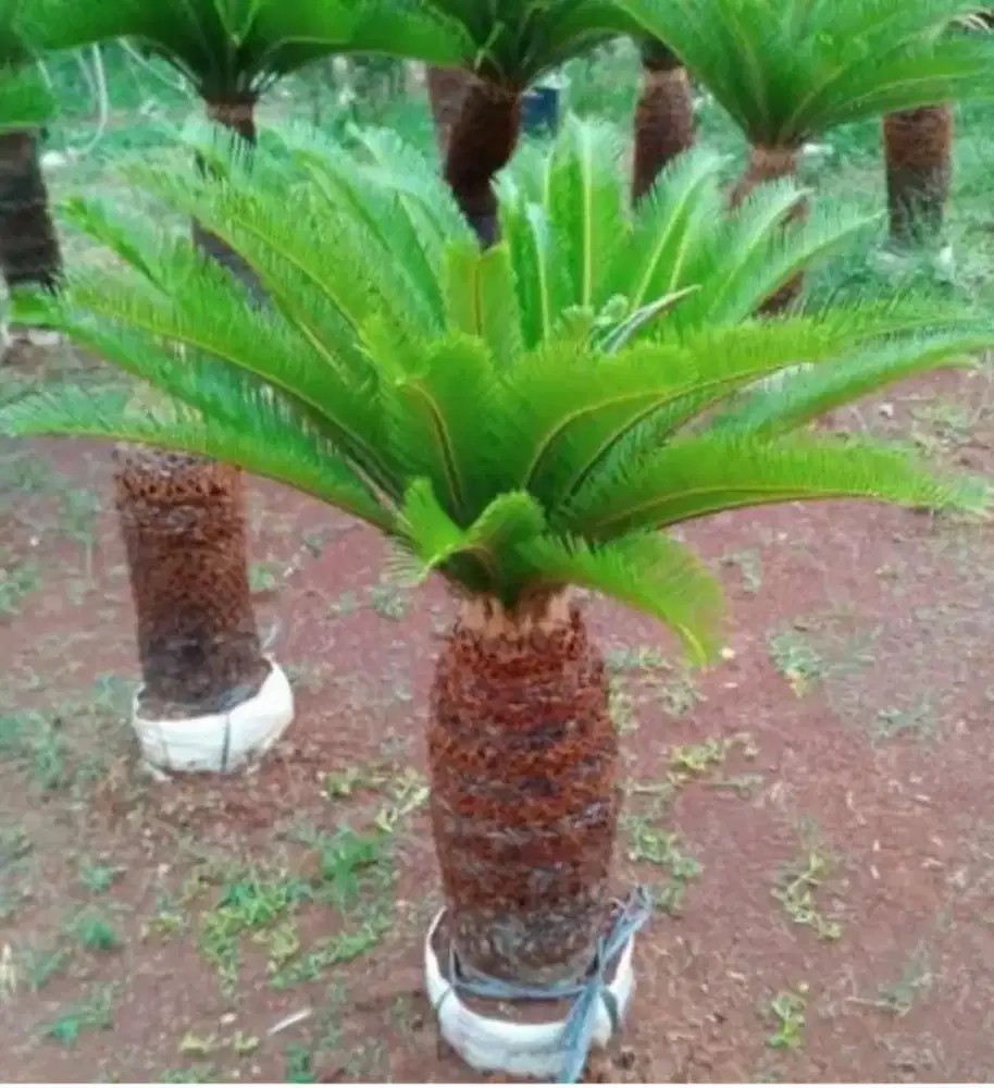 pohon sikas bonsai batang super daun 1m