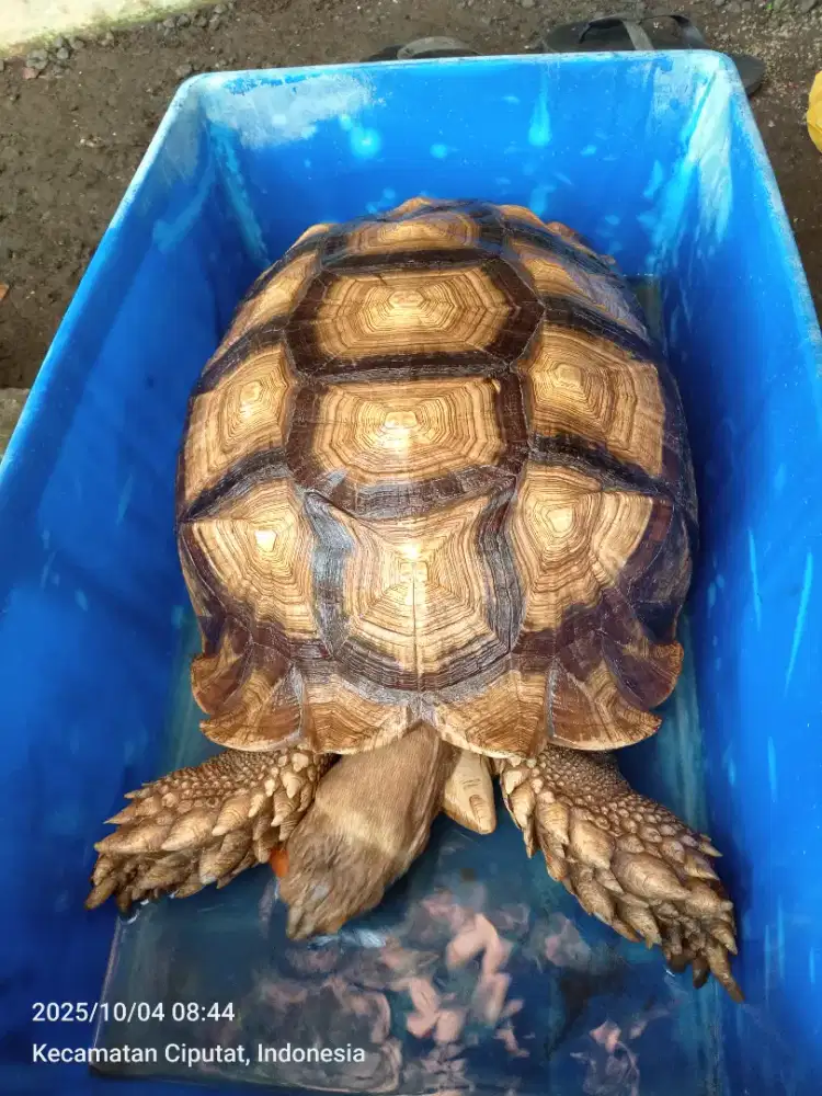 KURA-KURA SULCATA JANTAN